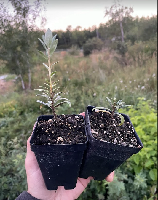 Silver Star Sea Buckthorn (Hippophae rhamnoides 'Silver Star') - Male Pollinator