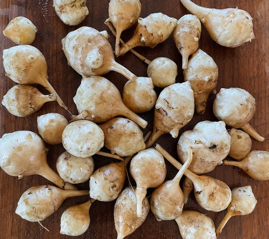 Jerusalem Artichoke Tubers - White - (Helianthus tuberosus)  - (For Seed) - (Zone 3) - 5 Tubers