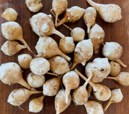 Jerusalem Artichoke Tubers - White - (Helianthus tuberosus)  - (For Seed) - (Zone 3) - 5 Tubers