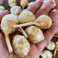 Jerusalem Artichoke Tubers - White - (Helianthus tuberosus)  - (For Seed) - (Zone 3) - 5 Tubers