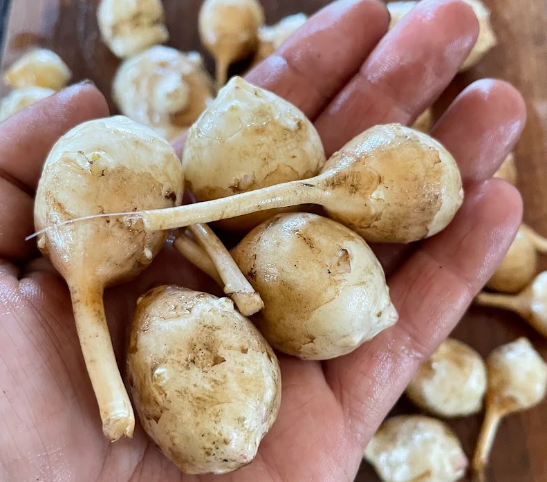 Jerusalem Artichoke Tubers - White - (Helianthus tuberosus)  - (For Seed) - (Zone 3) - 5 Tubers