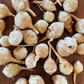 Jerusalem Artichoke Tubers - White - (Helianthus tuberosus)  - (For Seed) - (Zone 3) - 5 Tubers