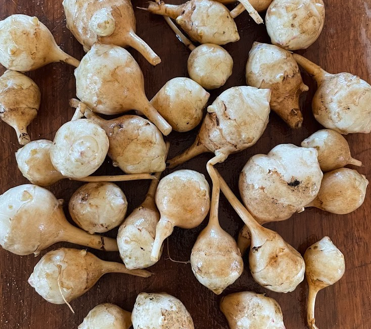 Jerusalem Artichoke Tubers - White - (Helianthus tuberosus)  - (For Seed) - (Zone 3) - 5 Tubers