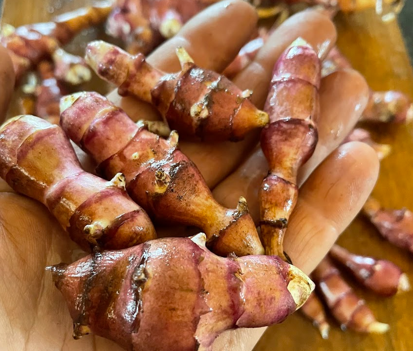 Jerusalem Artichoke Tubers - Skorospelka Purple - (Helianthus tuberosus)  - (For Seed) - (Zone 3) - 5 Tubers