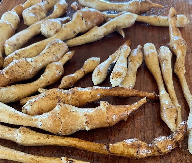 Jerusalem Artichoke Tubers - Beaver Valley Golden - (Helianthus tuberosus)  - (For Seed) - (Zone 3) - 5 Tubers