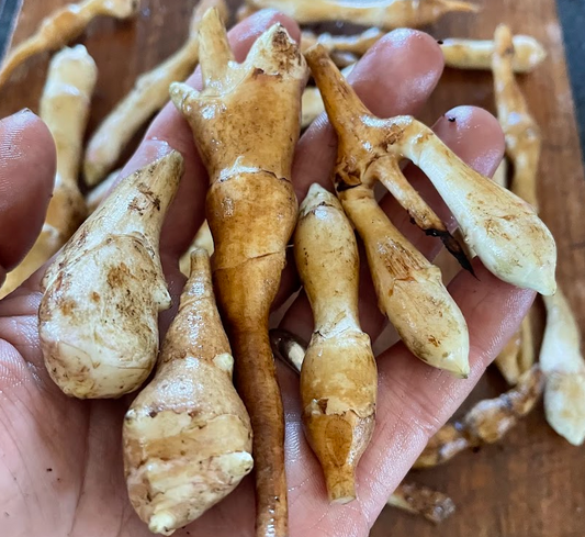 Jerusalem Artichoke Tubers - Beaver Valley Golden - (Helianthus tuberosus)  - (For Seed) - (Zone 3) - 5 Tubers