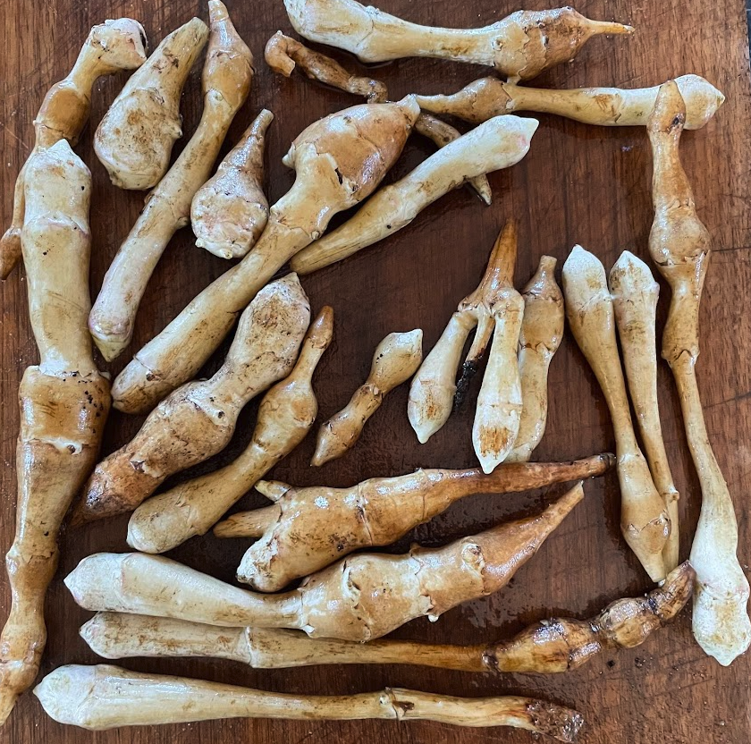 Jerusalem Artichoke Tubers - Beaver Valley Golden - (Helianthus tuberosus)  - (For Seed) - (Zone 3) - 5 Tubers