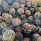 Black Walnut Seeds (Juglans nigra)  - (Zone 3) - 10 Walnuts