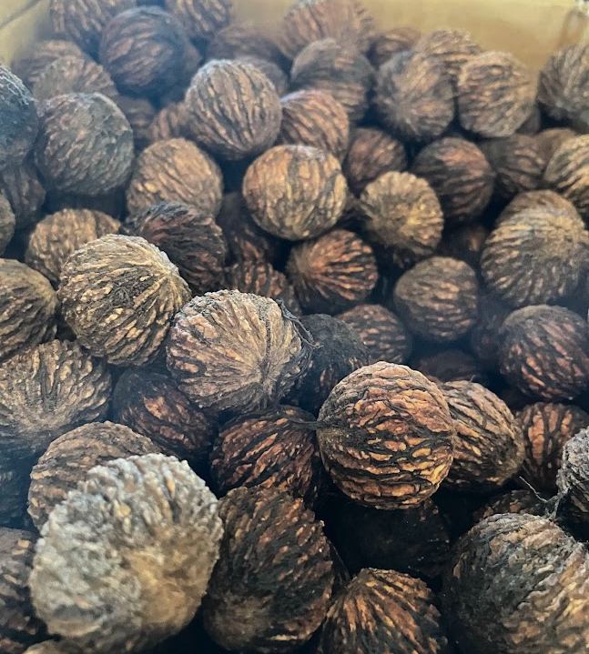 Black Walnut Seeds (Juglans nigra)  - (Zone 3) - 8 Walnuts