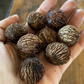 Black Walnut Seeds (Juglans nigra)  - (Zone 3) - 10 Walnuts