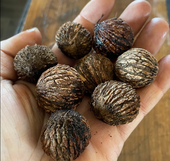 Black Walnut Seeds (Juglans nigra)  - (Zone 3) - 8 Walnuts