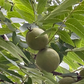 Black Walnut Seeds (Juglans nigra)  - (Zone 3) - 10 Walnuts
