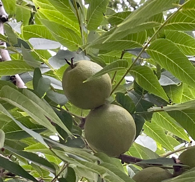 Black Walnut Seeds (Juglans nigra)  - (Zone 3) - 8 Walnuts