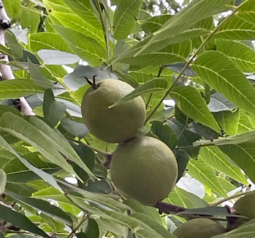 Black Walnut Seeds (Juglans nigra)  - (Zone 3) - 10 Walnuts