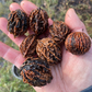 Semillas de nuez moscada (Juglans cinerea) - (Zona 3) - 8 nueces