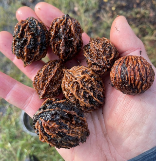 Graines de Noyer cendré (Juglans cinerea) - (Zone 3) - 8 Noyers cendrés