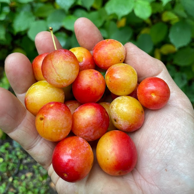 Canada Wild Plum Tree (Prunus nigra)