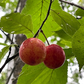 Canada Wild Plum (Prunus nigra)