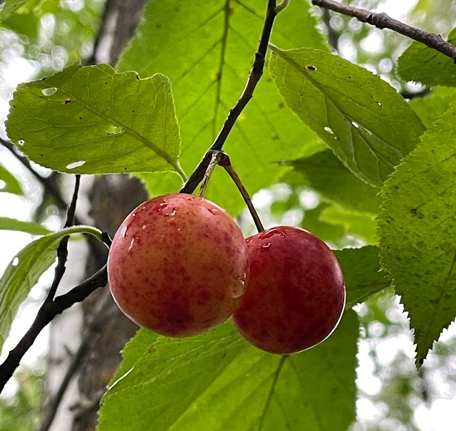 Canada Wild Plum Tree (Prunus nigra)