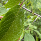 Canada Wild Plum (Prunus nigra)