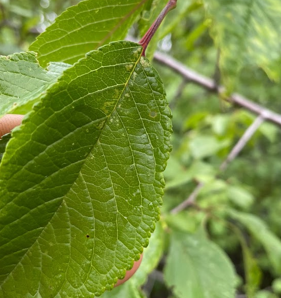 Canada Wild Plum Tree (Prunus nigra)