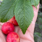 Canada Wild Plum (Prunus nigra)