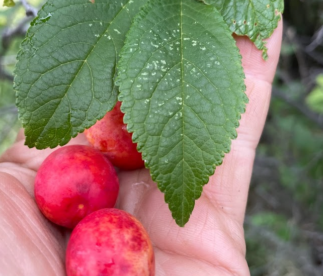 Canada Wild Plum Tree (Prunus nigra)