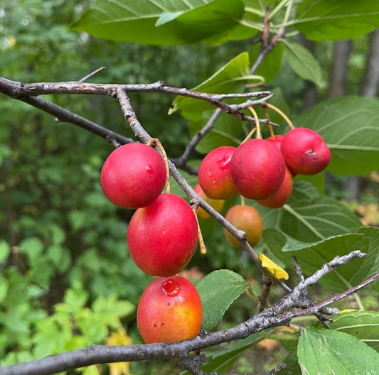 Ciruelo silvestre canadiense (Prunus nigra)