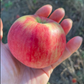 Pommier rose de Hall 