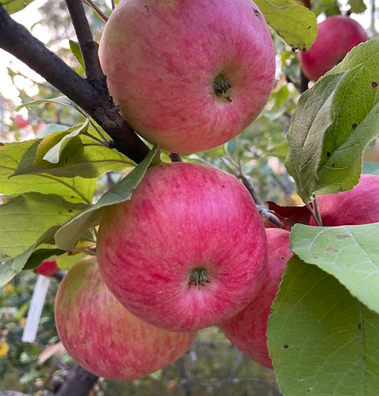 Hall's Pink Apple Tree