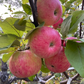 Pommier rose de Hall 
