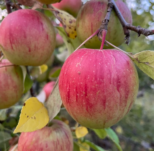 Haralson Apple Tree