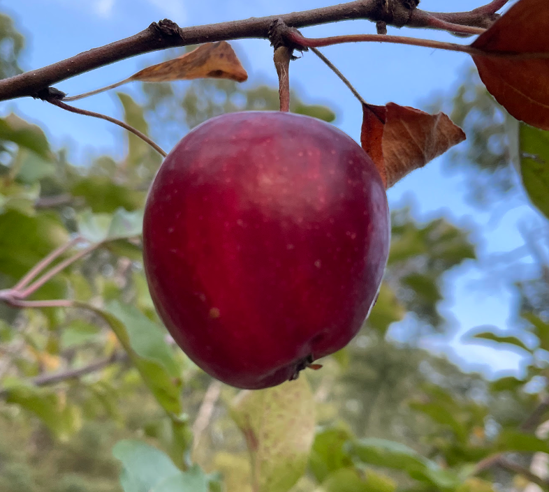 Pommier rubis de septembre