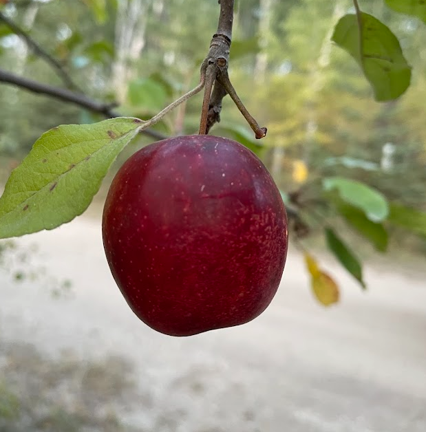 September Ruby Tree September Ruby Apple Tree – Oak Summit Nursery