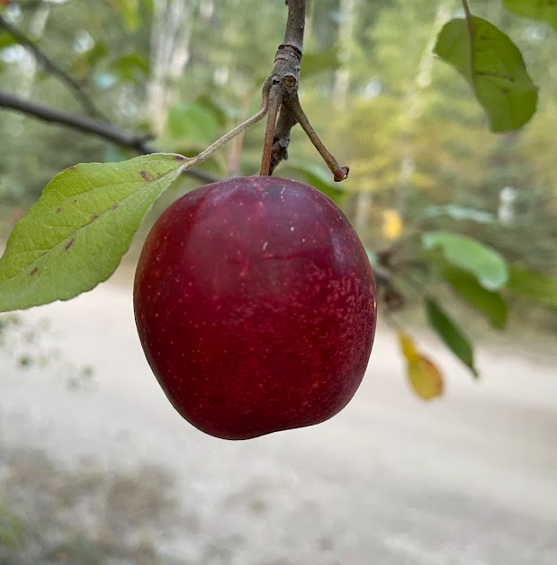 Pommier rubis de septembre