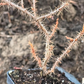 Groseille à maquereau du Canada (Ribes oxyacanthoides)