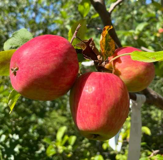 Norland Apple Tree