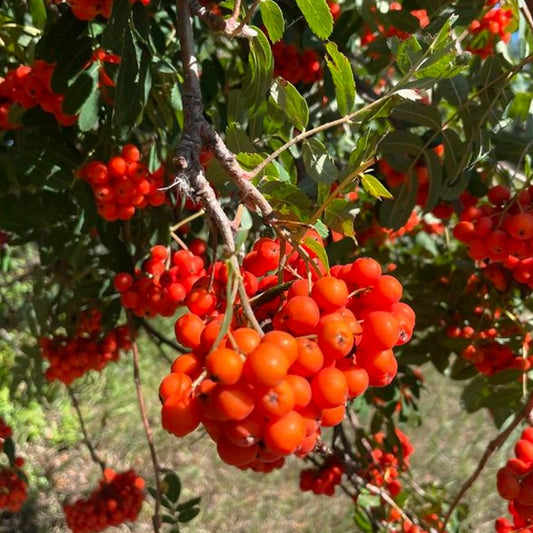 European Mountain Ash (Sorbus aucuparia)