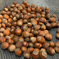 American Hazelnut (Corylus americana)