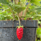 Alpine Strawberry, Wild Strawberry (Fragaria vesca)
