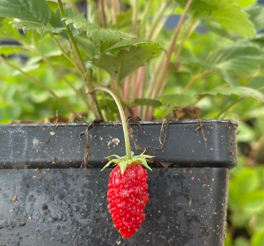 Alpine Strawberry, Wild Strawberry (Fragaria vesca)