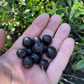 Western Sandcherry (Prunus besseyi)