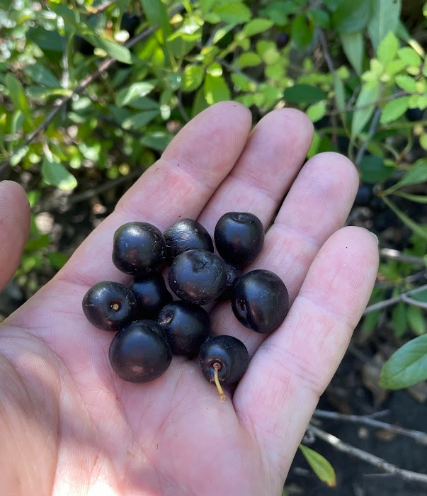 Western Sandcherry (Prunus besseyi)