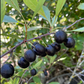Western Sandcherry (Prunus besseyi)