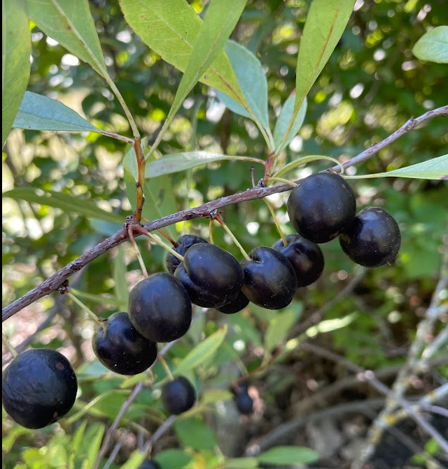 Western Sandcherry (Prunus besseyi)