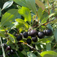 Western Sandcherry (Prunus besseyi)