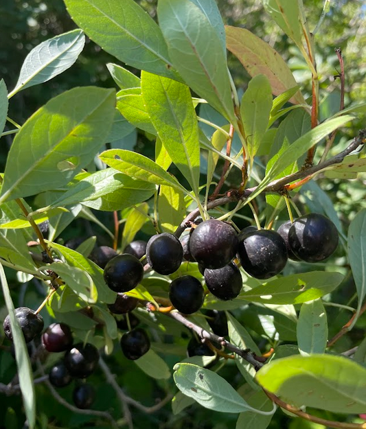 Cerezo de arena occidental (Prunus besseyi) 