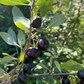 Western Sandcherry (Prunus besseyi)