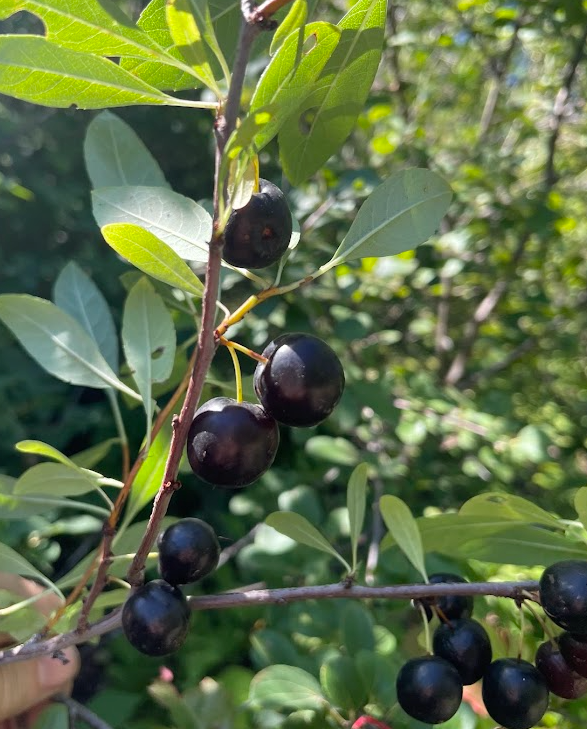 Western Sandcherry (Prunus besseyi)