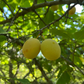 Brookgold Plum Tree